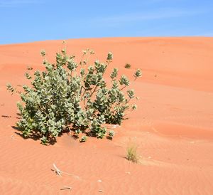 Plant growing in desert against clear sky