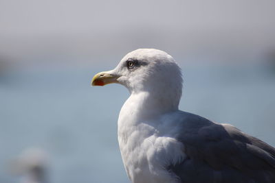 Close-up of seagull against blurred background