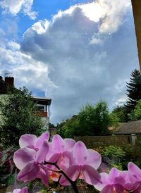 Low angle view of pink flowering plant by building against sky