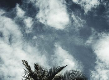 Low angle view of palm tree against sky