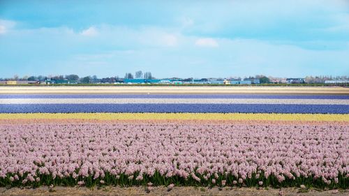 Scenic view of field against cloudy sky