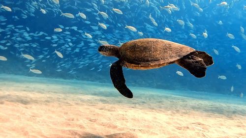 Turtle swimming in sea