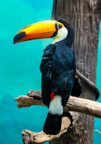 Close-up of bird perching on branch