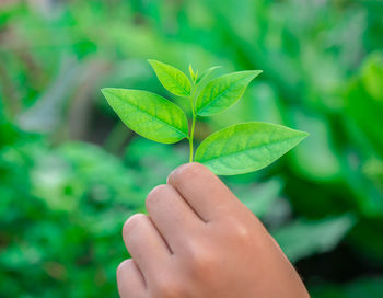 Close-up of human hand holding leaves outdoors