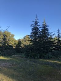 Trees on field against clear blue sky