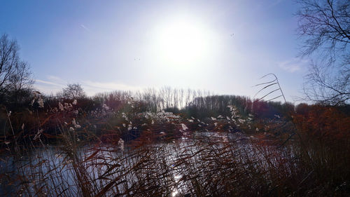 Close-up of trees against sky