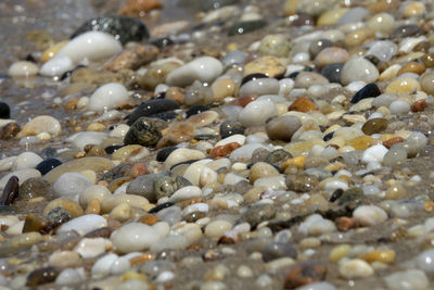 High angle view of fish in water