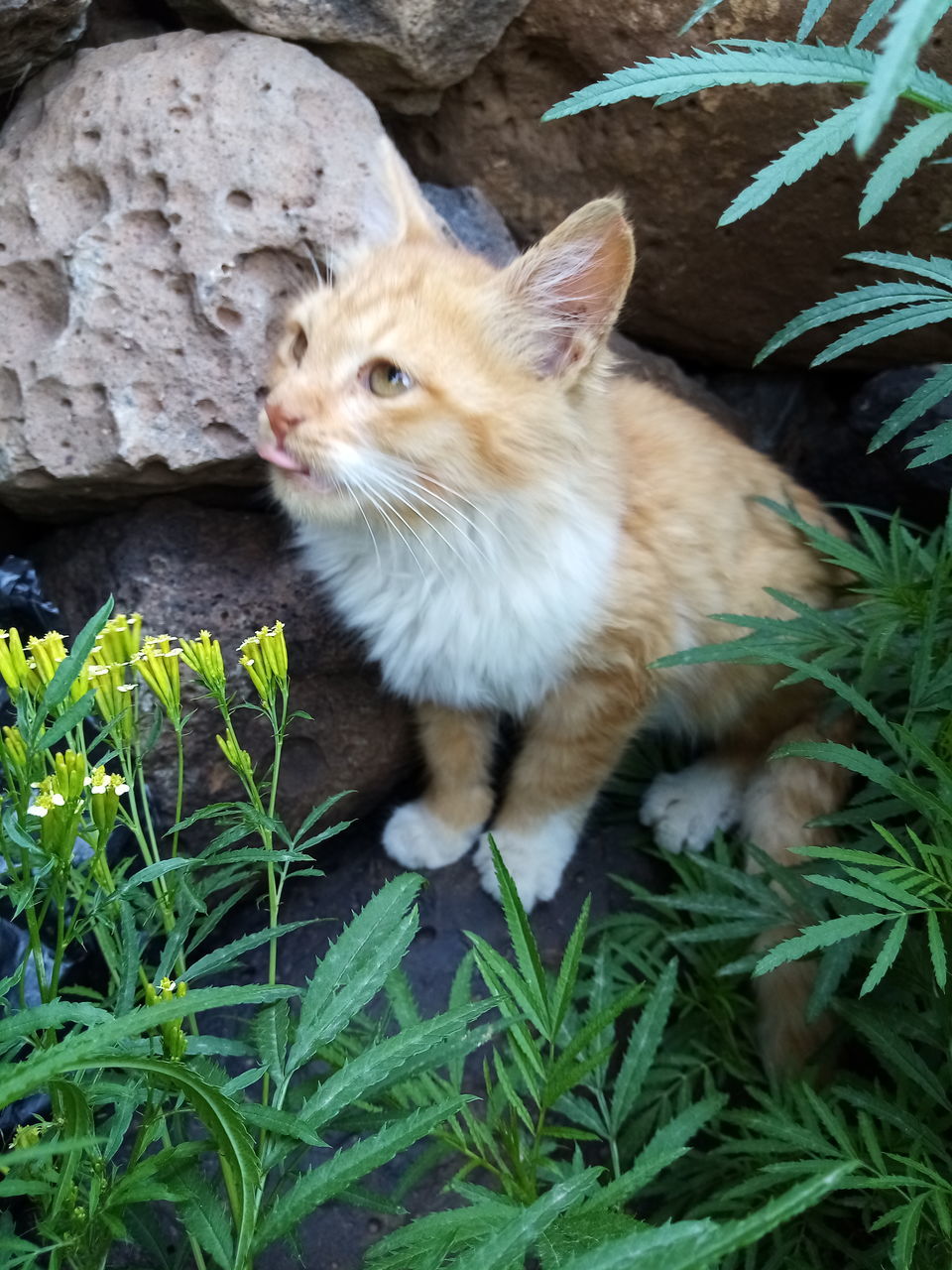 CLOSE-UP OF A CAT