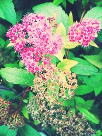 Close-up of pink flowers