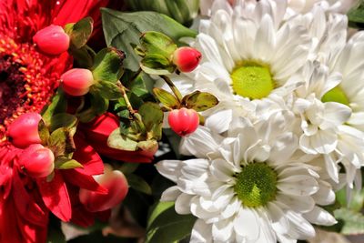 High angle view of white flowering plants