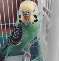 Close-up of parrot in cage