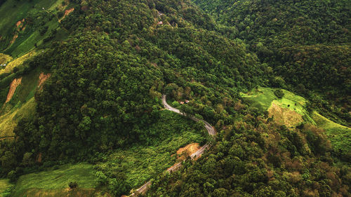 Aerial view of tree mountains