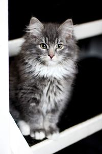 Close-up portrait of cat