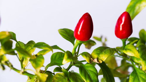 Close-up of red chili pepper against white background