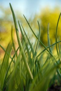 Close-up of grass growing on field