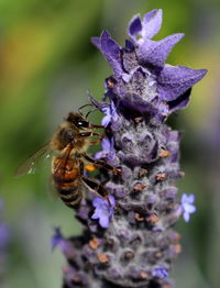 Close-up of bee on purple flower