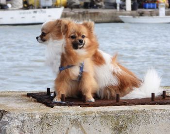 Portrait of  two pomeranian dogs looking away