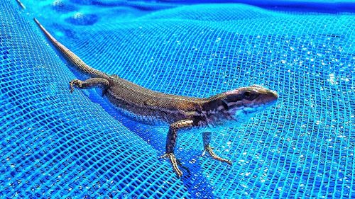 Close-up of lizard