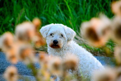 Portrait of a dog on field