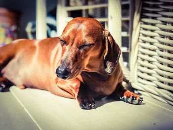 Close-up of dog resting on floor