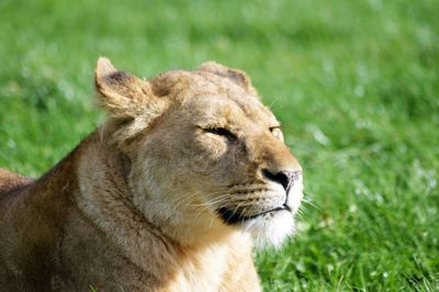 Close-up of lion