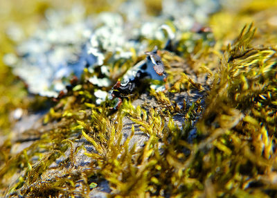 Close-up of bee on flower