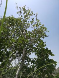 Low angle view of trees against sky