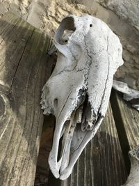 Close-up of bird on wood