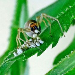 Close-up of insect on leaf