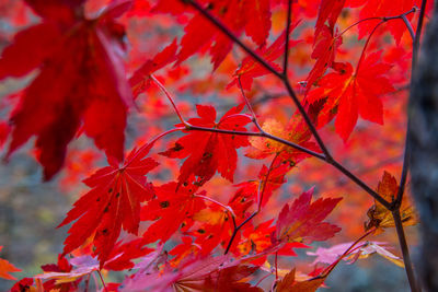 Close-up of maple leaves on tree during autumn