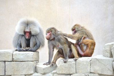 Baboons on retaining wall at zoo