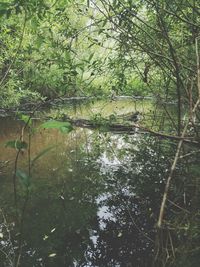 Reflection of trees in calm lake