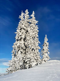 Snow covered pine tree