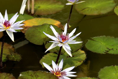 Lotus water lily in lake