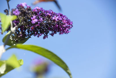 Close-up of insect on purple flower