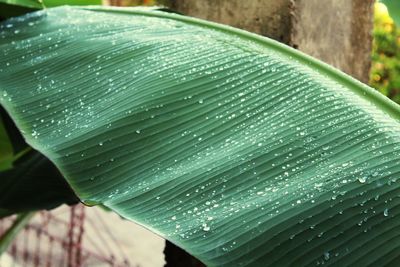 Close-up of fresh green leaf in water