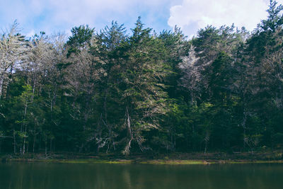 Trees by lake against sky