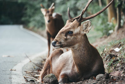 Deer relaxing on land