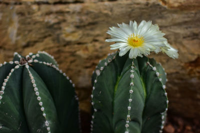 Close-up of succulent plant