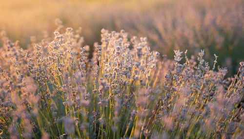 Beautiful lavender in the light of the setting summer sun. 