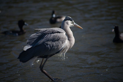 Bird in water