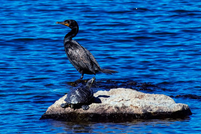 Cormorant and turtle on a rock