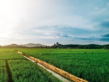 Scenic view of agricultural field against sky