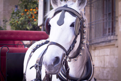 Close-up of horse cart