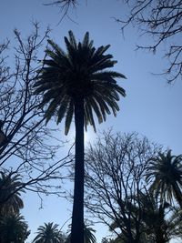 Low angle view of palm trees against sky