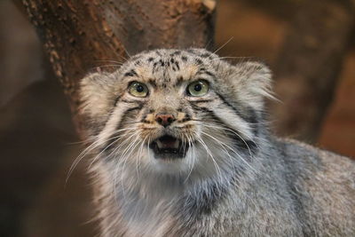 Close-up portrait of cat