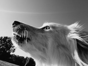 Close-up of dog