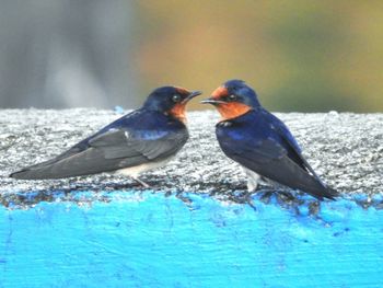 Birds perching on swimming pool