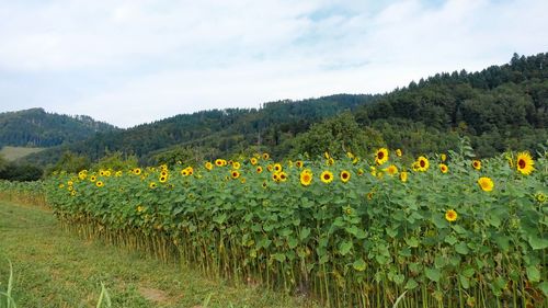 Scenic view of sunflower field against sky