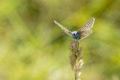 Close-up of insect on plant